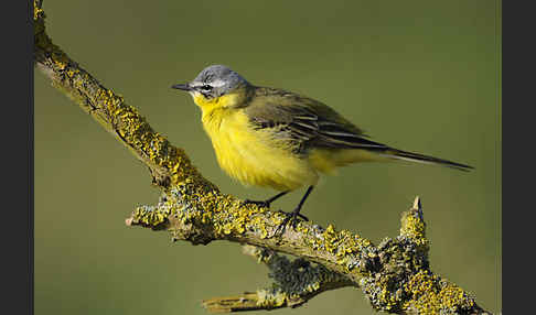 Wiesenschafstelze (Motacilla flava)