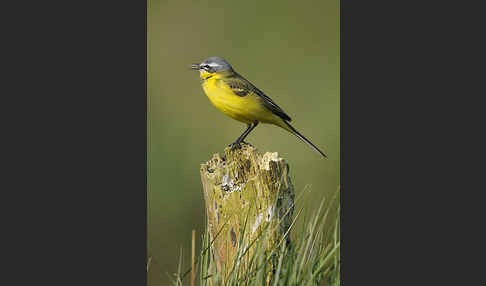 Wiesenschafstelze (Motacilla flava)