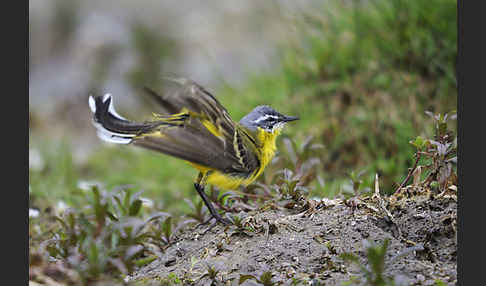 Wiesenschafstelze (Motacilla flava)