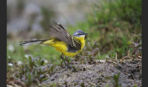 Wiesenschafstelze (Motacilla flava)