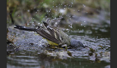 Wiesenschafstelze (Motacilla flava)