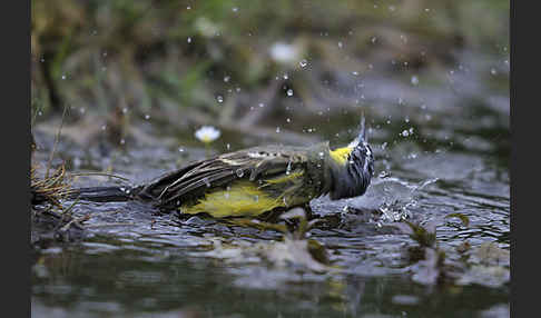 Wiesenschafstelze (Motacilla flava)