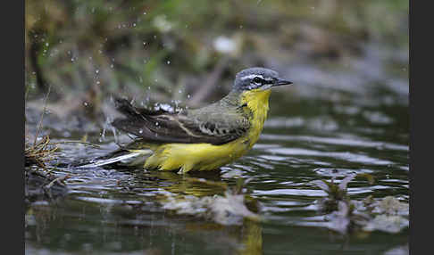 Wiesenschafstelze (Motacilla flava)