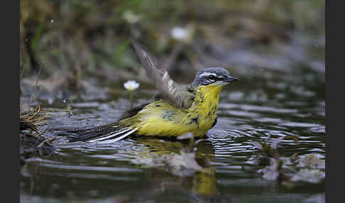 Wiesenschafstelze (Motacilla flava)