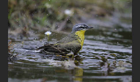 Wiesenschafstelze (Motacilla flava)