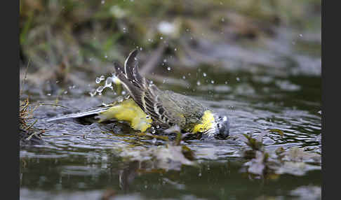 Wiesenschafstelze (Motacilla flava)