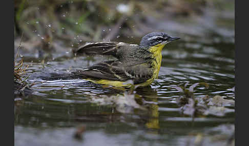 Wiesenschafstelze (Motacilla flava)