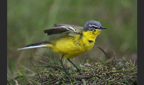 Wiesenschafstelze (Motacilla flava)