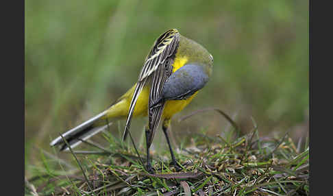 Wiesenschafstelze (Motacilla flava)