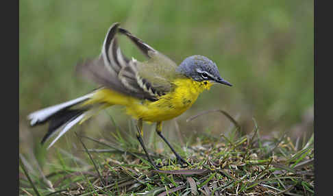 Wiesenschafstelze (Motacilla flava)