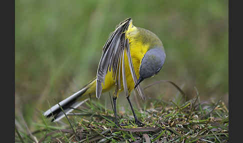 Wiesenschafstelze (Motacilla flava)