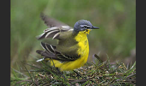 Wiesenschafstelze (Motacilla flava)