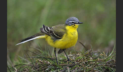 Wiesenschafstelze (Motacilla flava)