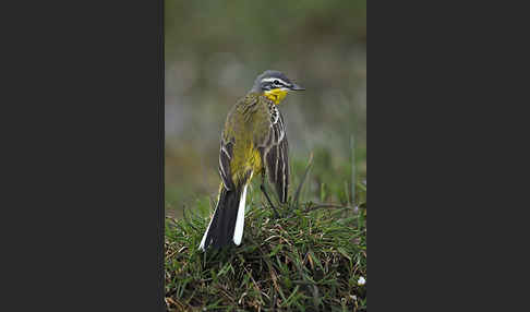 Wiesenschafstelze (Motacilla flava)