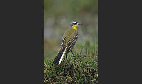 Wiesenschafstelze (Motacilla flava)