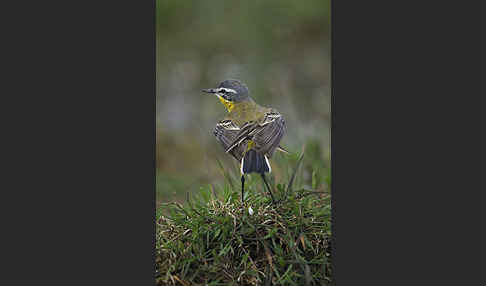 Wiesenschafstelze (Motacilla flava)