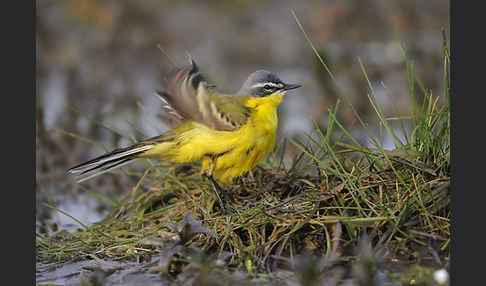 Wiesenschafstelze (Motacilla flava)