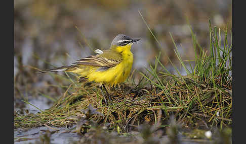 Wiesenschafstelze (Motacilla flava)