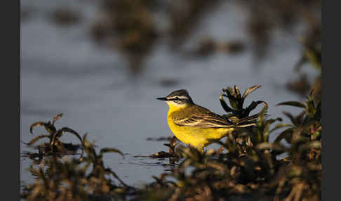 Wiesenschafstelze (Motacilla flava)