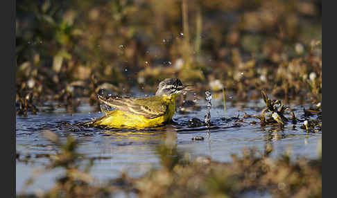 Wiesenschafstelze (Motacilla flava)