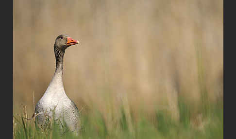 Graugans (Anser anser)