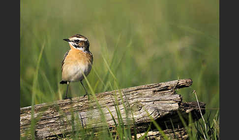 Braunkehlchen (Saxicola rubetra)