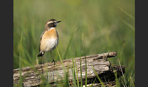 Braunkehlchen (Saxicola rubetra)