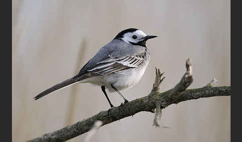 Bachstelze (Motacilla alba)