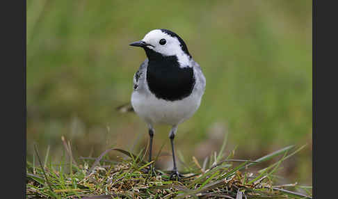 Bachstelze (Motacilla alba)