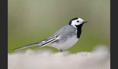 Bachstelze (Motacilla alba)