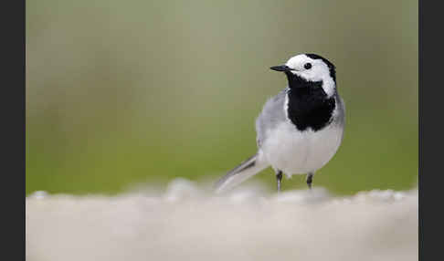 Bachstelze (Motacilla alba)