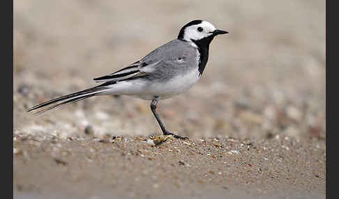 Bachstelze (Motacilla alba)