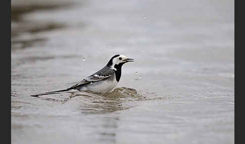 Bachstelze (Motacilla alba)