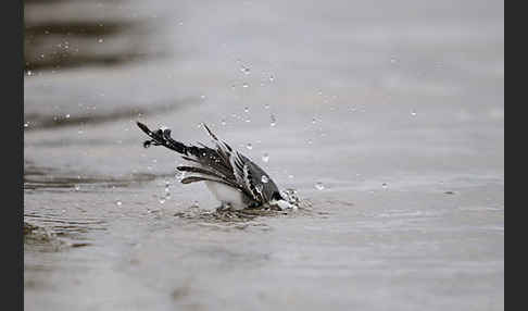 Bachstelze (Motacilla alba)