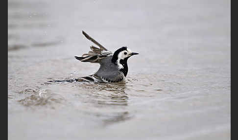 Bachstelze (Motacilla alba)