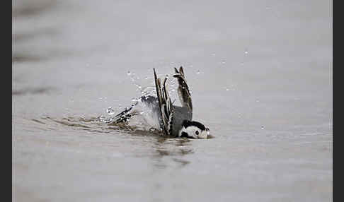 Bachstelze (Motacilla alba)