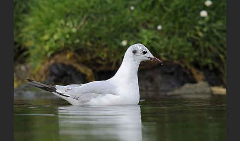 Lachmöwe (Larus ridibundus)