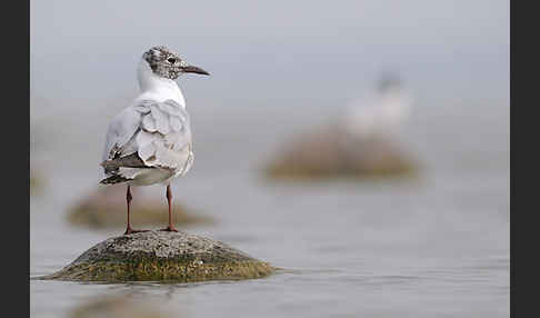 Lachmöwe (Larus ridibundus)