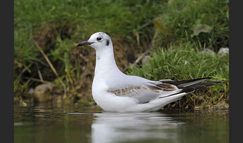 Lachmöwe (Larus ridibundus)