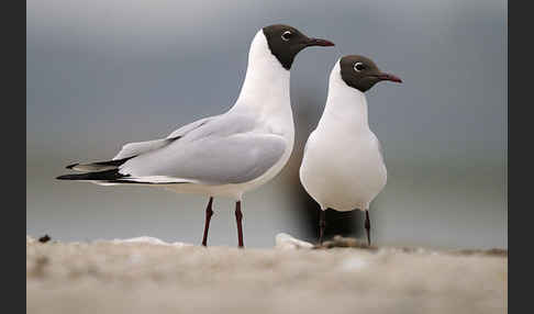 Lachmöwe (Larus ridibundus)