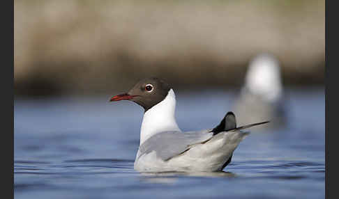 Lachmöwe (Larus ridibundus)