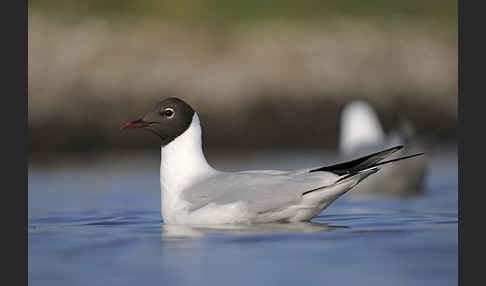 Lachmöwe (Larus ridibundus)