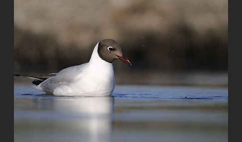 Lachmöwe (Larus ridibundus)