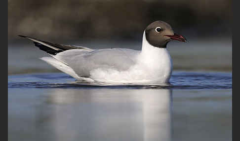 Lachmöwe (Larus ridibundus)