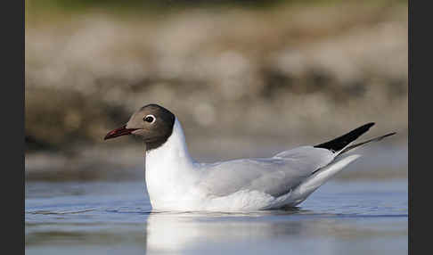 Lachmöwe (Larus ridibundus)