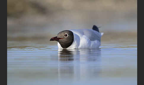 Lachmöwe (Larus ridibundus)