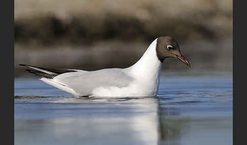 Lachmöwe (Larus ridibundus)