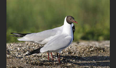 Lachmöwe (Larus ridibundus)