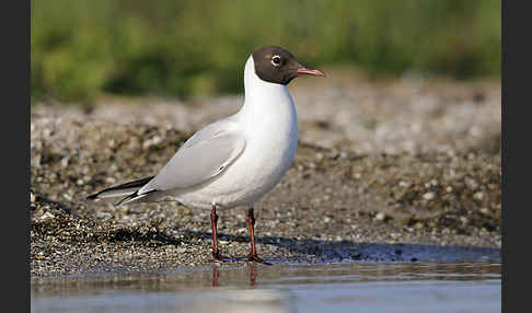 Lachmöwe (Larus ridibundus)