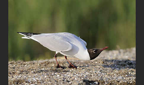 Lachmöwe (Larus ridibundus)